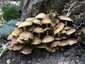 Sárga kénvirággomba (Hypholoma fasciculare), Budai-hegység. Csoportosan, fatuskón, lomb- és fenyőerdőben nő